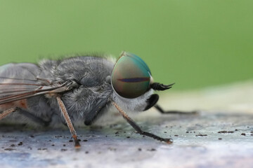 Detailed closeup on a gnat gadfly with striking colored eyes Philipomyia aprica