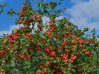 Branches of a plum tree with clusters of small ripe mirabelle-like fruits against a blue sky
