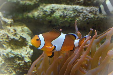 Poisson clown &agrave; trois bandes, ocellaris clownfish (Amphiprion ocellaris) nageant pr&egrave;s de son an&eacute;mone.