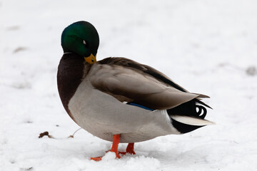 A duck cleans its feathers in the snow in the park in winter