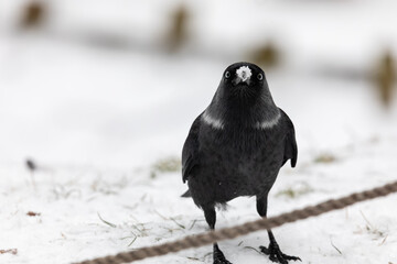 A jackdaw with its beak in the snow stands in the snow in the park in winter