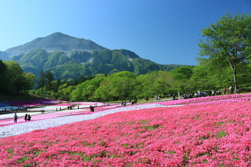羊山公園の芝桜