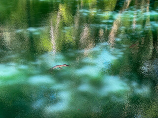 The spring in Green Springs Park with an alligator swimming.