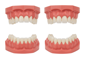 Dental models showcase dental clinic clinical environment dental education concept. Cut out PNG