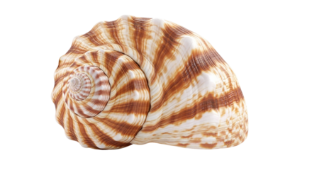 Close up of a spiral seashell with brown and white stripes in studio light