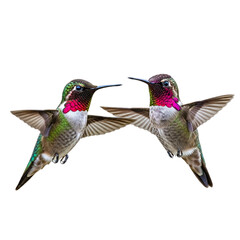 Two hummingbirds facing each other with wings spread against a plain in a studio shot