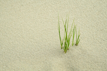 Green grass growing in sand dunes, symbol of resilience and survival in nature.