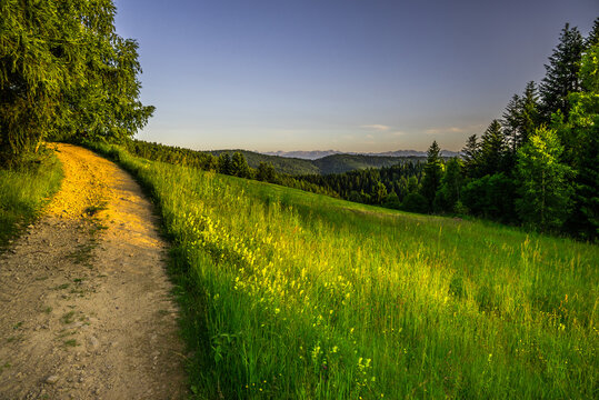 Widok  na Tatry z Maciejowej, Gorce