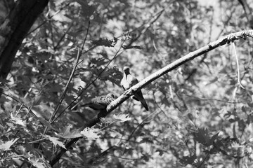 Parc Maritime Nicolet 22 Août 2025 N&B