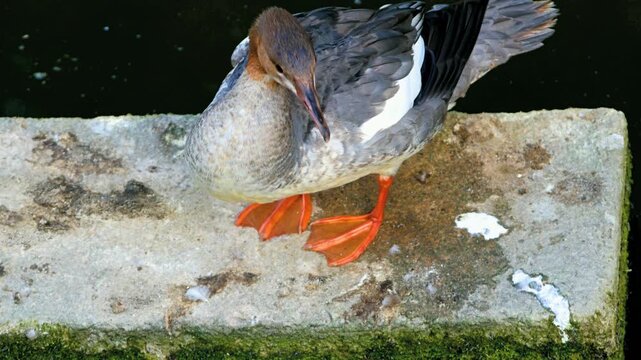 female common merganser on a river on a section of a concrete dam