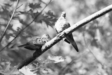 Parc Maritime Nicolet 22 Août 2025 N&B