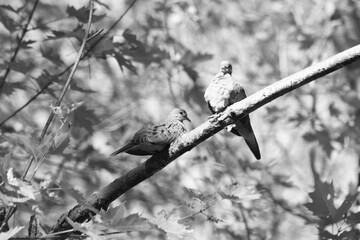 Parc Maritime Nicolet 22 Août 2025 N&B