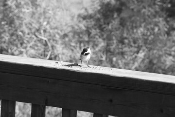 Parc Maritime Nicolet 22 Août 2025 N&B