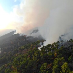 Aerial view of wildfire in forest