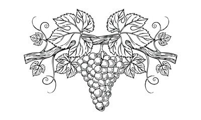 Fototapeta premium Illustration of a grape cluster with leaves and vines