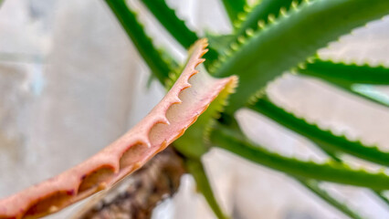 A detailed close-up of an Aloe vera leaf with reddish edges and characteristic teeth, showing its texture and imperfections in contrast with the blurred background.