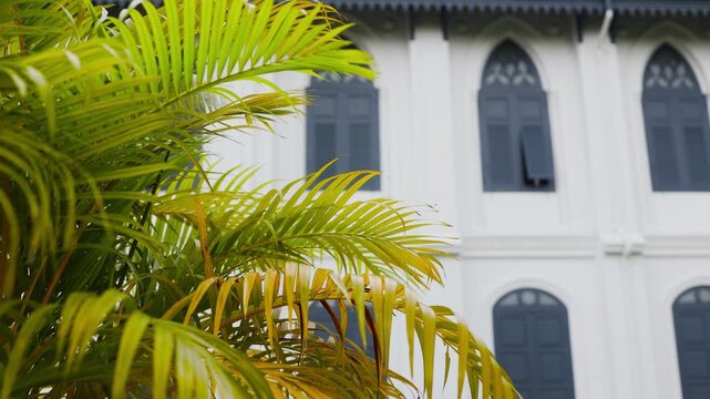 Beautiful lancet windows with wooden shutters, continental-style facade, palm tree in the foreground