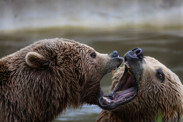 Obraz premium Two brown bears playing, mouths open teeth showing
