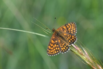 Fototapeta premium Closeup on a colorful orange Fritillary butterfly, Fritillary with spread wings