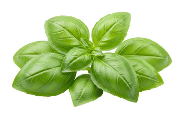 Fresh basil leaves culinary herbs food indoor setting natural ingredients for cooking. Cut out PNG