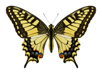 Colorful butterfly display nature reserve macro outdoor environment beauty of insects. Cut out PNG