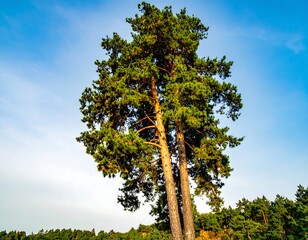 Two tall pine trees against a clear sky