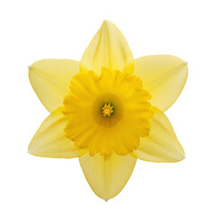 Yellow daffodil flower head top view © PNG Lab
