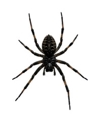 Action of a black spider macro natural environment unique perspective. Cut out PNG