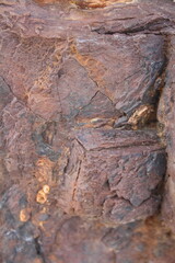 tree bark texture
