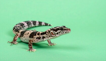 Naklejka premium Captivating Leopard Gecko Displays its Unique Spotted Pattern on a Vivid Green Background