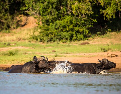 African buffaloes wading in a river