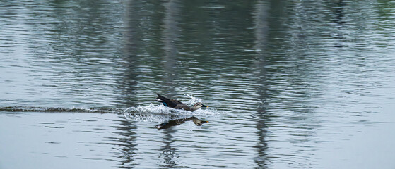 물 위로 착지하는 오리