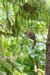 Squirrel in Tongass National Park