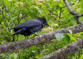 Raven