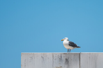 Obraz premium Seagull Against Blue Sky