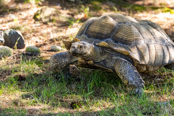 Large Tortoise Grazing in a Sunny Forest Clearing Amid Nature