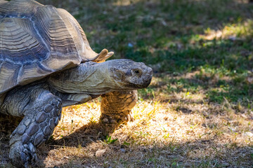 Obraz premium Close-Up of Large Tortoise in a Natural Outdoor Setting