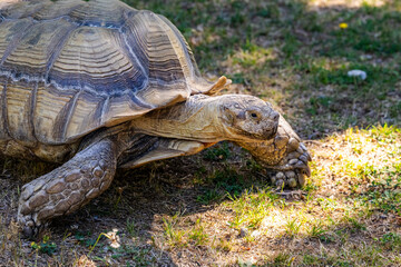 Obraz premium Closeup of a Tortoise Walking on Grass in Natural Sunlit Environment