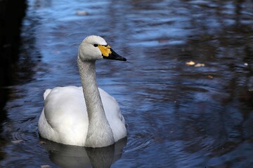 Obraz premium 水浴びを終えて泳ぐハクチョウ