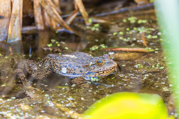 A large green frog sits in the marsh.