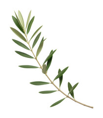 Fototapeta premium Nurturing nature olive leaf botanical study indoor studio serene composition. Cut out PNG