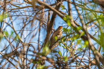 Thrush Nightingale, Luscinia luscinia. A bird sits on a tree branch and sings