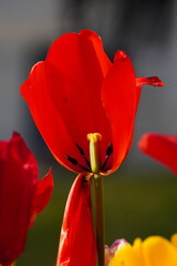 tulip