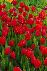 tulip garden 
