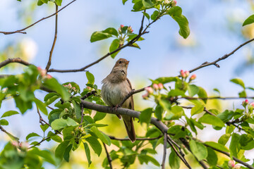 Thrush Nightingale, Luscinia luscinia. A bird sits on a tree branch and sings