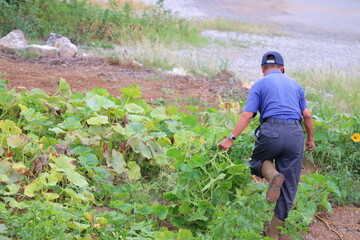 畑仕事に励むシニア男性 草取り作業