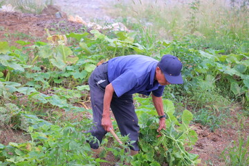畑仕事に励むシニア男性 草取り作業