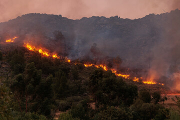 Forest Engulfed in Flames and Smoke During Nighttime Wildfire