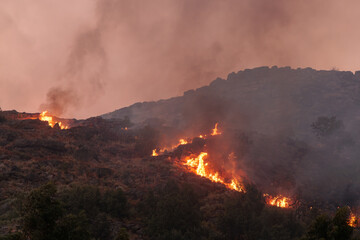 Forest Engulfed in Flames and Smoke During Nighttime Wildfire