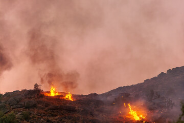 Forest Engulfed in Flames and Smoke During Nighttime Wildfire